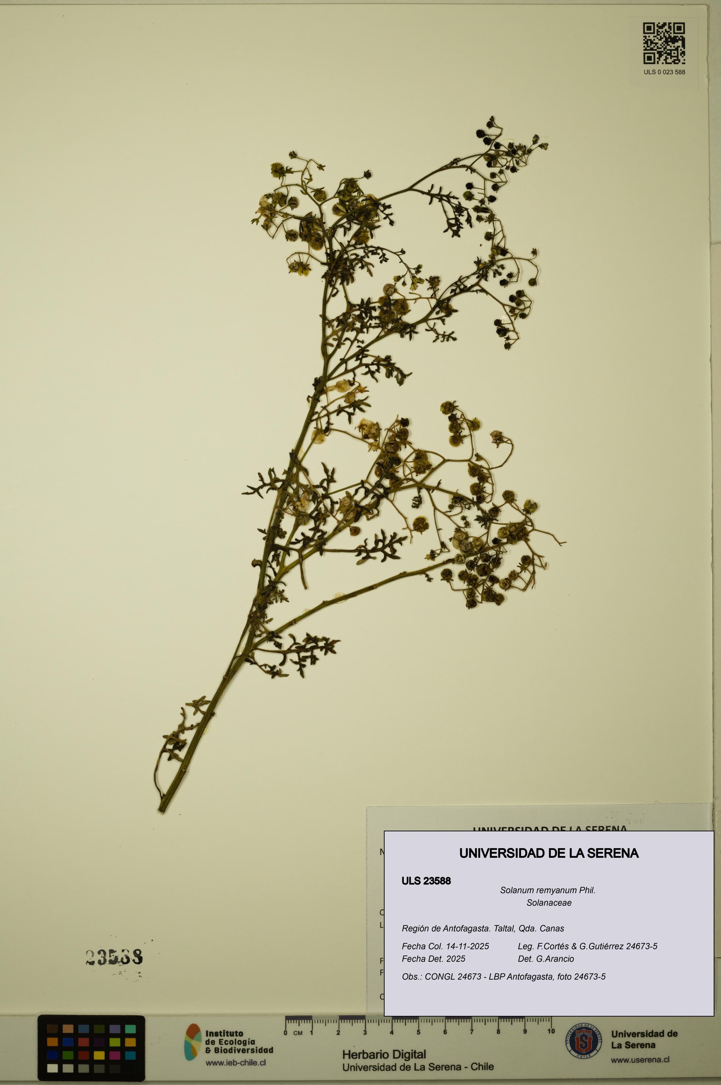 Solanum remyanum [Espécimen: ULS:ULS:0023588]