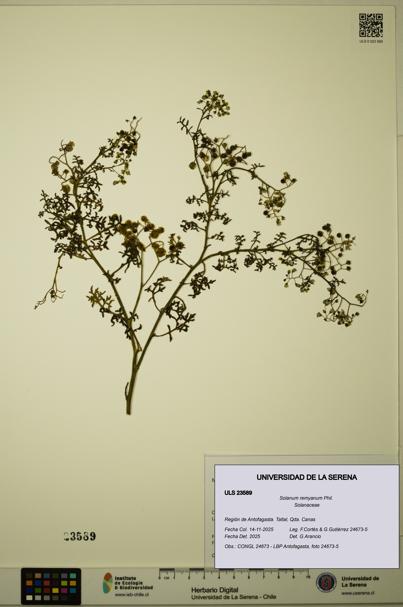 Solanum remyanum [Espécimen: ULS:ULS:0023589]
