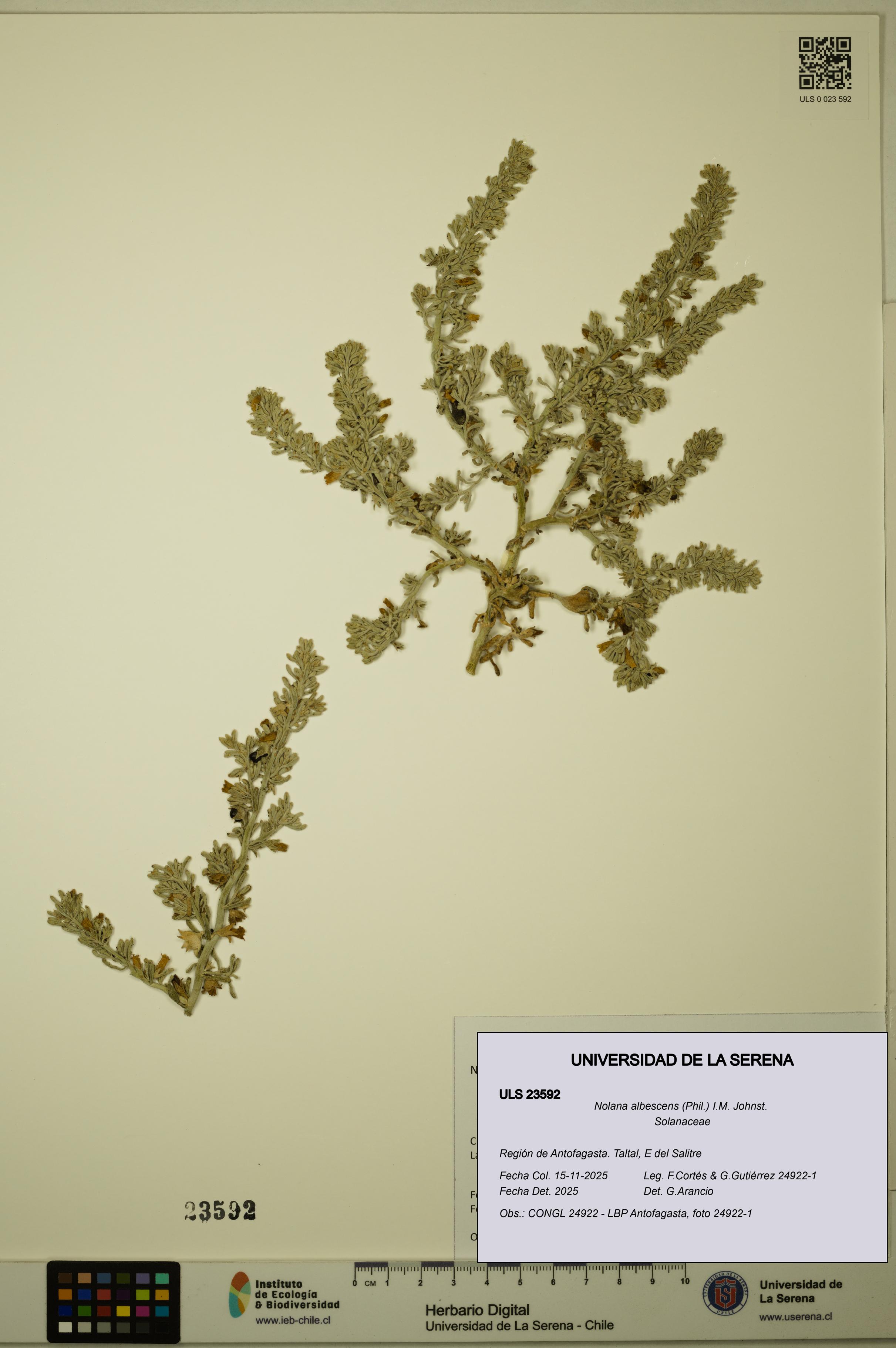 Nolana albescens [Espécimen: ULS:ULS:0023592]