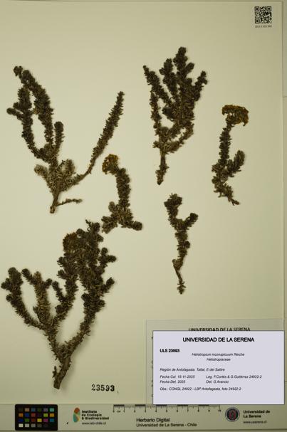 Heliotropium inconspicuum [Espécimen: ULS:ULS:0023593]