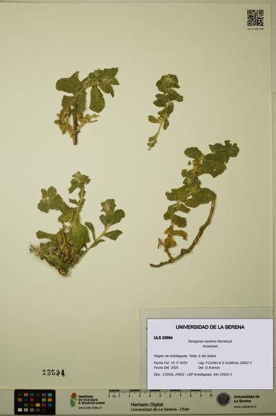 Tetragonia maritima [Espécimen: ULS:ULS:0023594]
