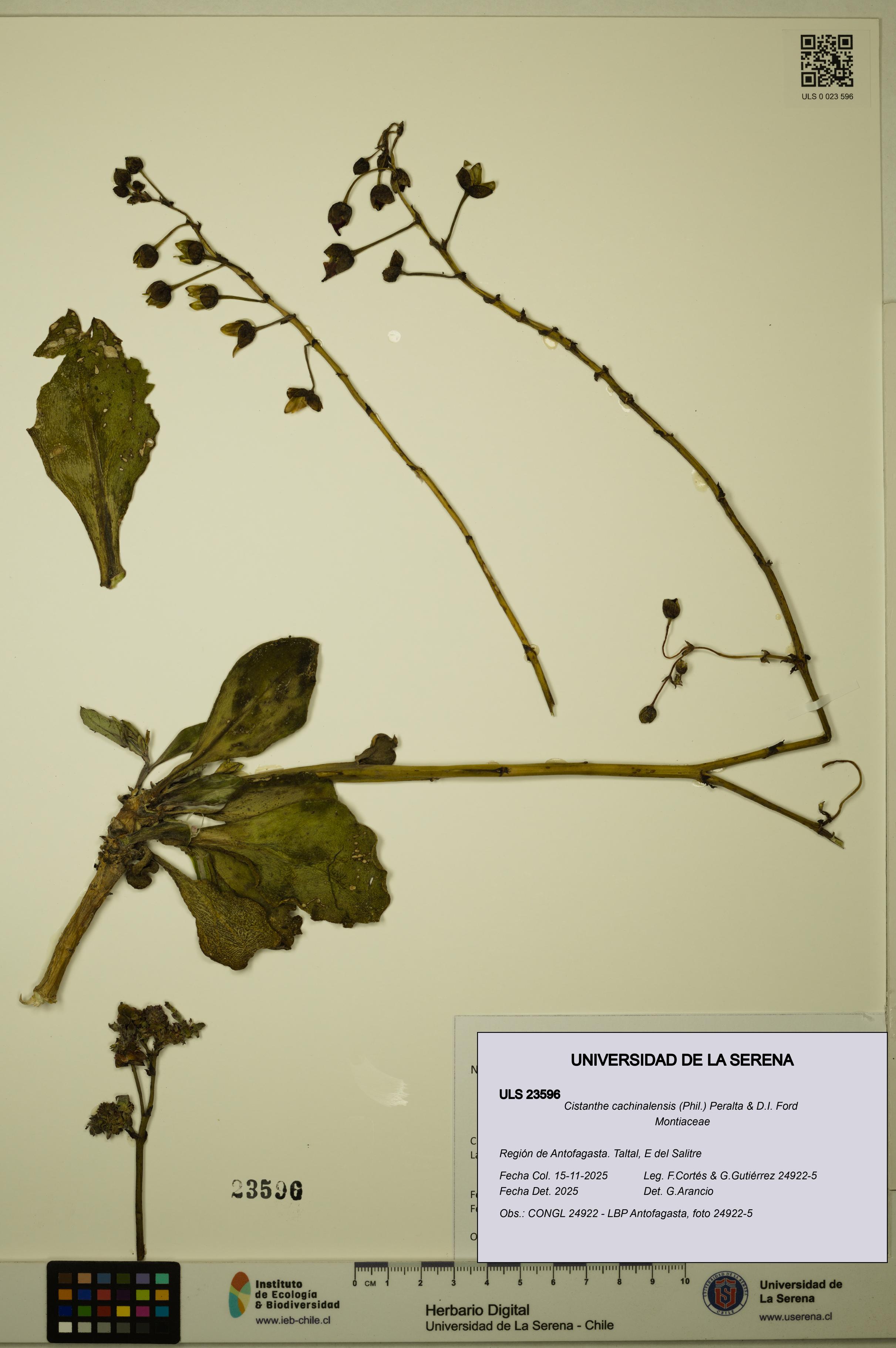 Cistanthe cachinalensis [Espécimen: ULS:ULS:0023596]