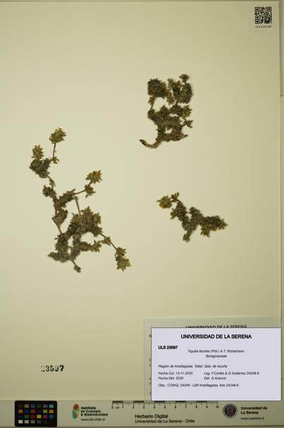 Tiquilia litoralis [Espécimen: ULS:ULS:0023597]