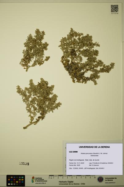 Nolana peruviana [Espécimen: ULS:ULS:0023598]