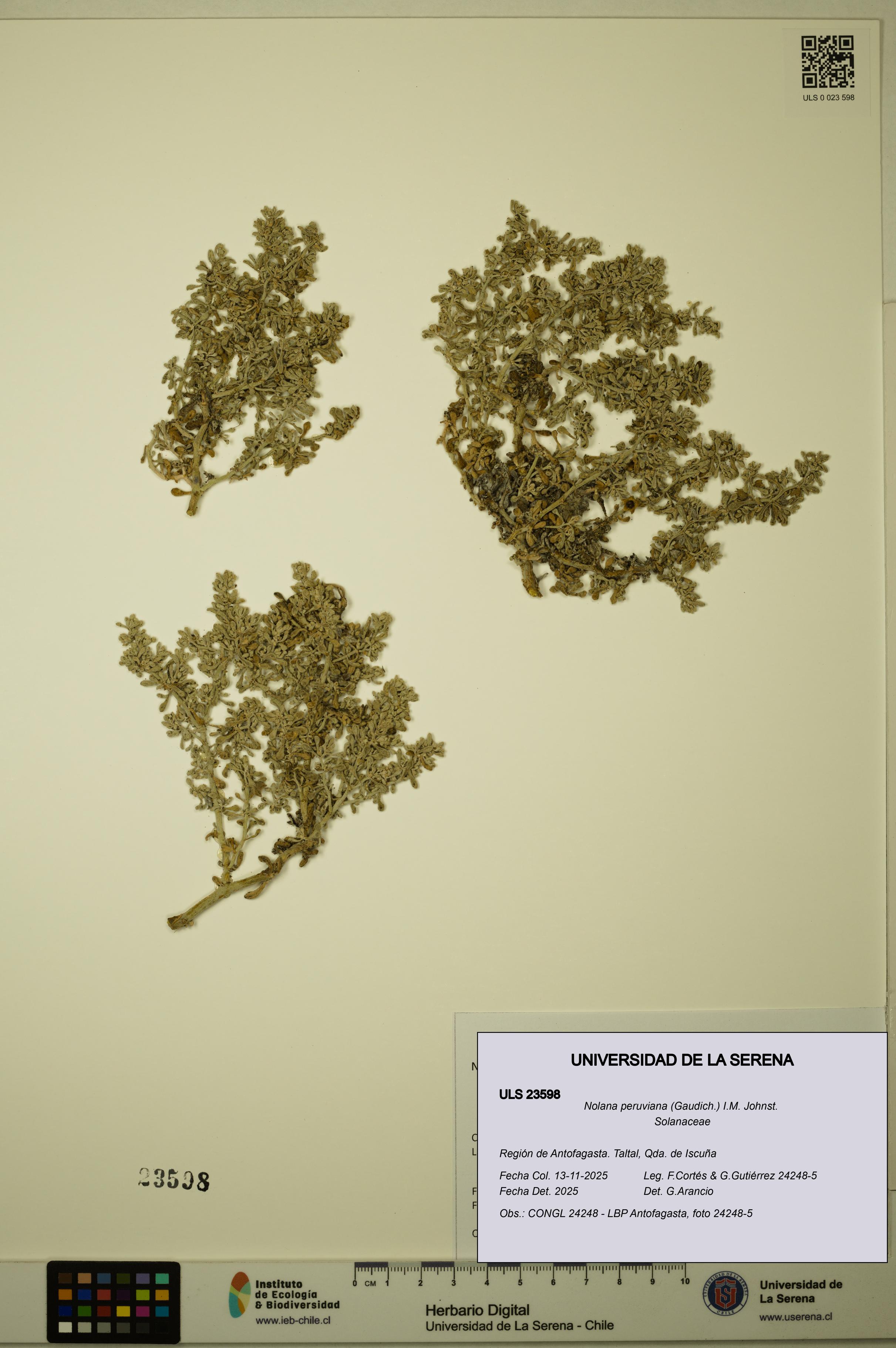 Nolana peruviana [Espécimen: ULS:ULS:0023598]