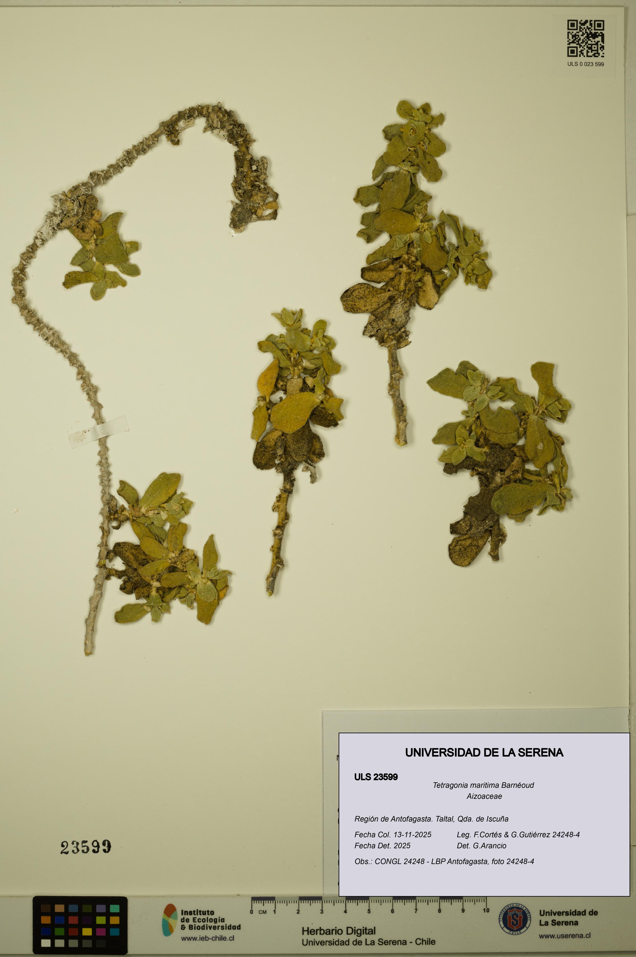 Tetragonia maritima [Espécimen: ULS:ULS:0023599]