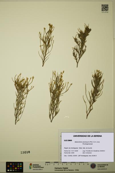 Bakerolimon plumosum [Espécimen: ULS:ULS:0023600]