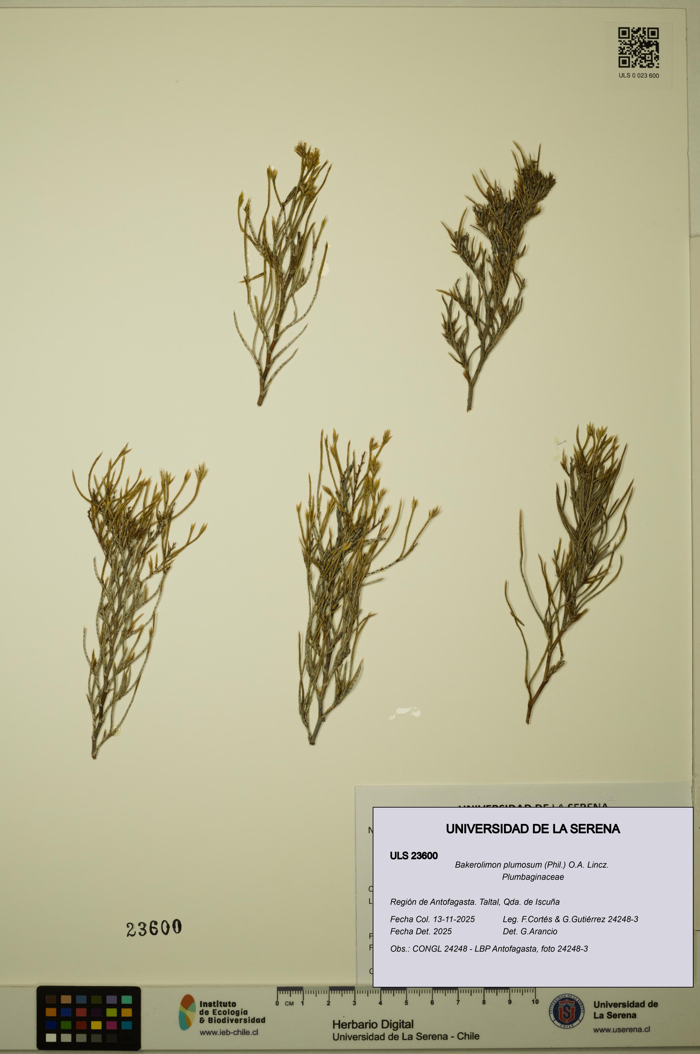 Bakerolimon plumosum [Espécimen: ULS:ULS:0023600]