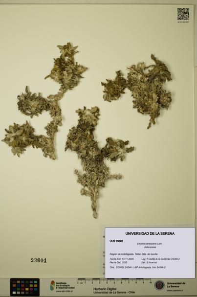 Encelia canescens [Espécimen: ULS:ULS:0023601]