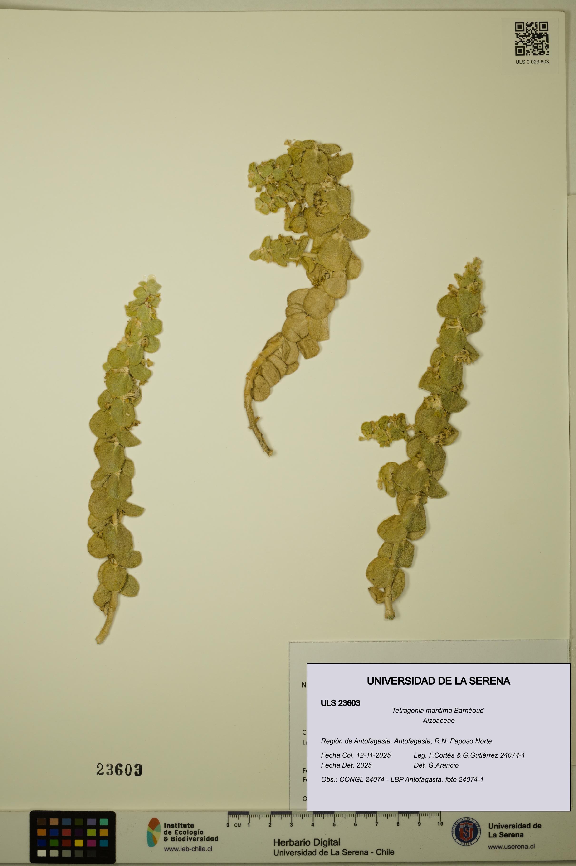 Tetragonia maritima [Espécimen: ULS:ULS:0023603]