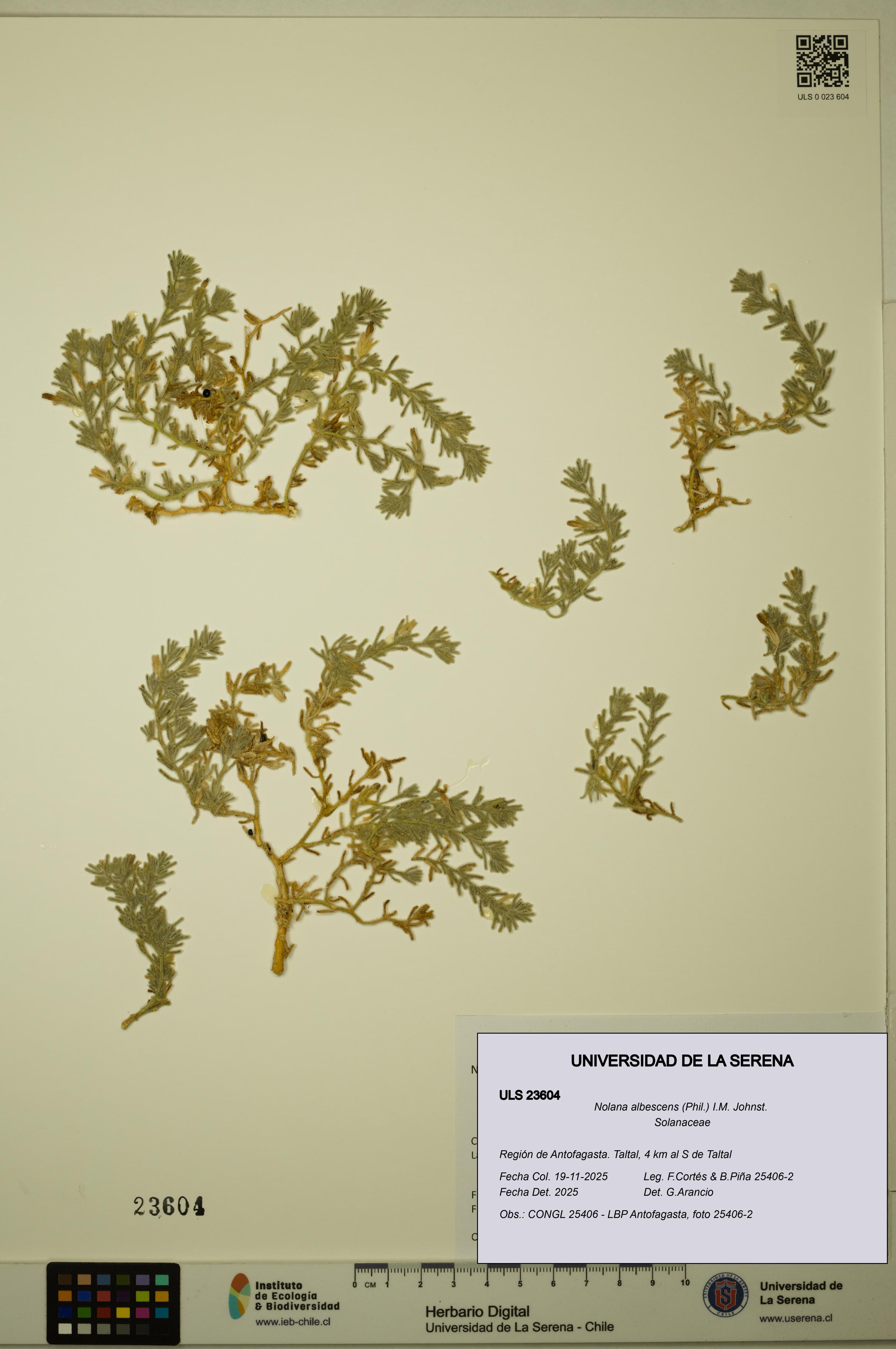 Nolana albescens [Espécimen: ULS:ULS:0023604]