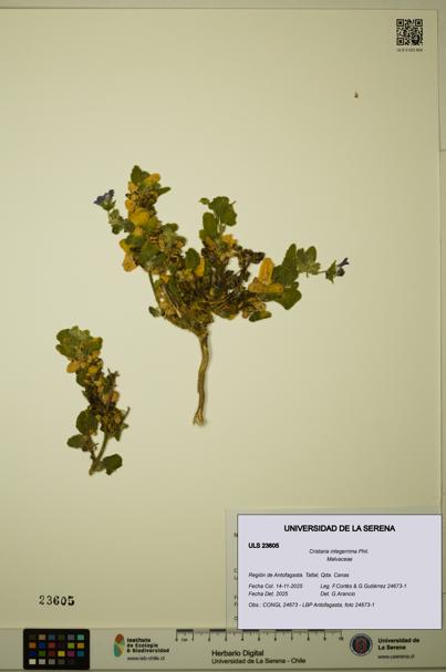 Cristaria integerrima [Espécimen: ULS:ULS:0023605]