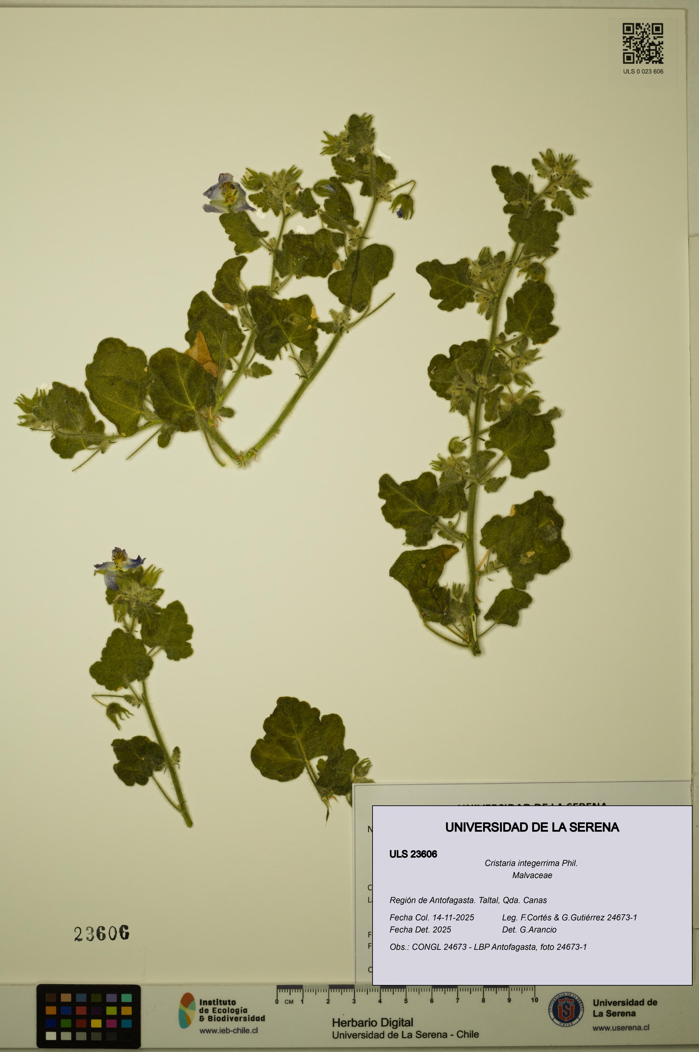 Cristaria integerrima [Espécimen: ULS:ULS:0023606]