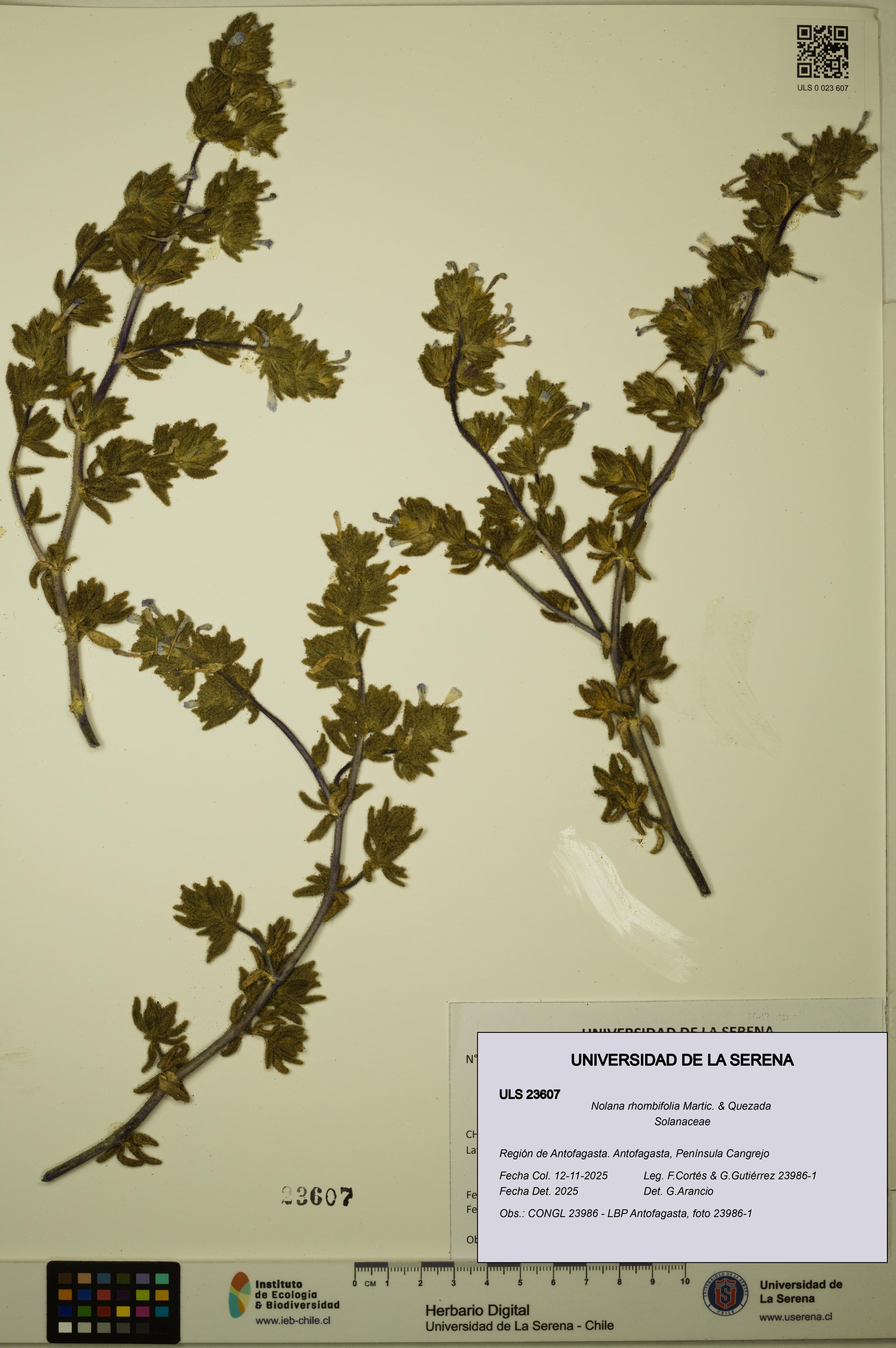 Nolana rhombifolia [Espécimen: ULS:ULS:0023607]