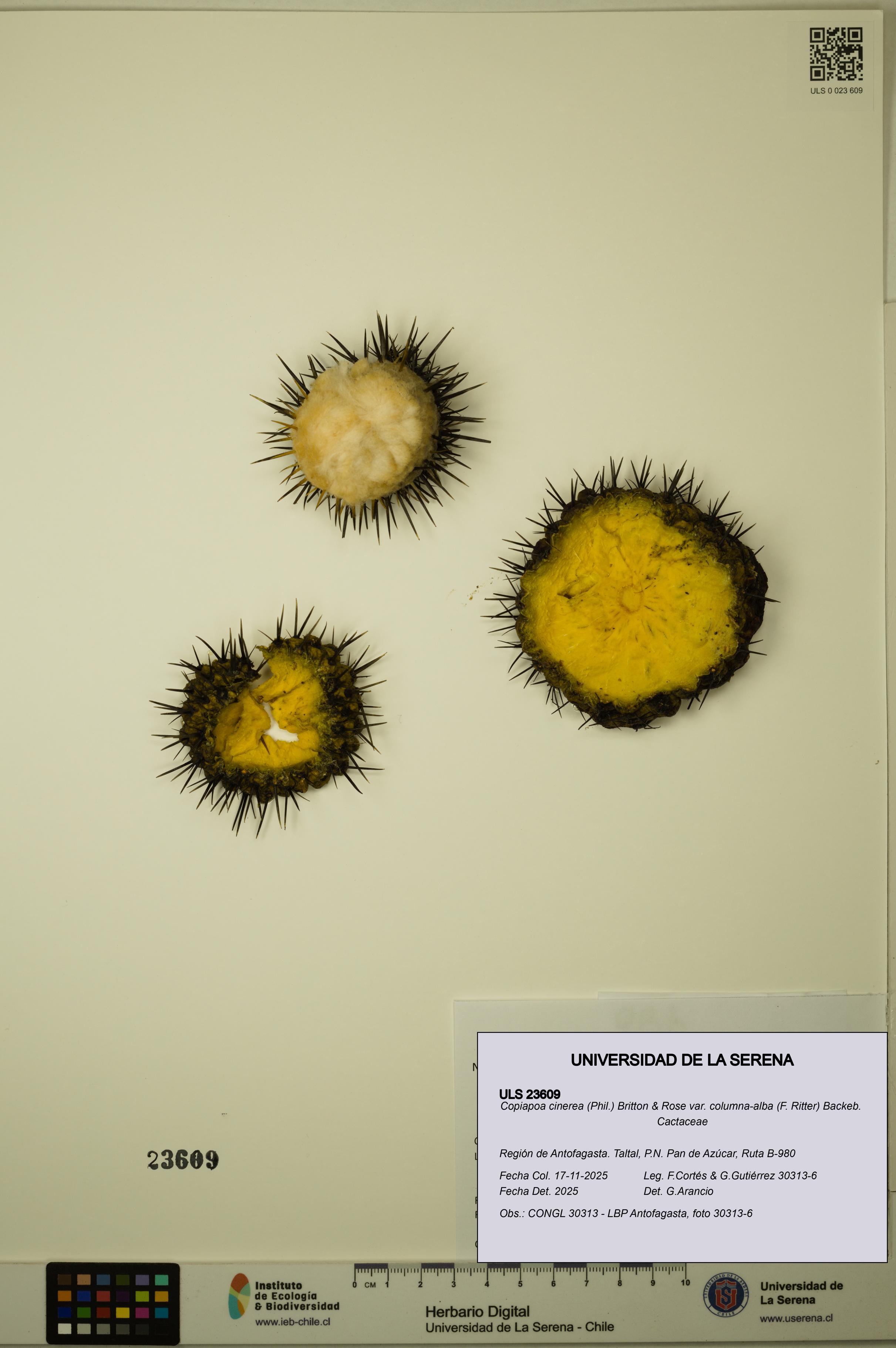 Copiapoa cinerea [Espécimen: ULS:ULS:0023609]