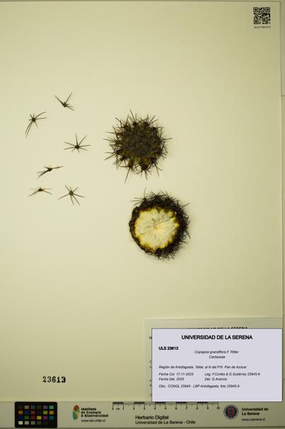 Copiapoa grandiflora [Espécimen: ULS:ULS:0023613]
