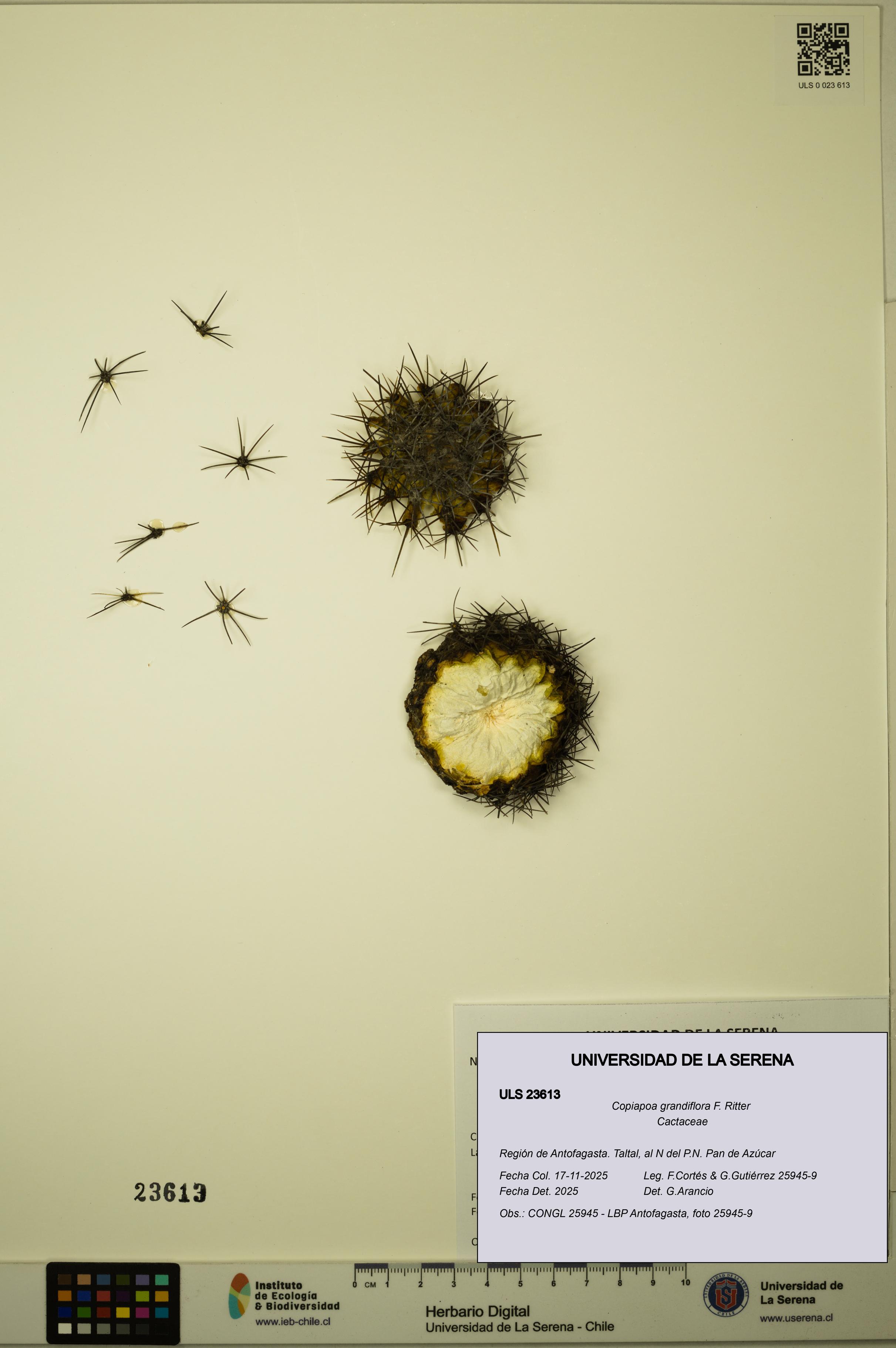 Copiapoa grandiflora [Espécimen: ULS:ULS:0023613]