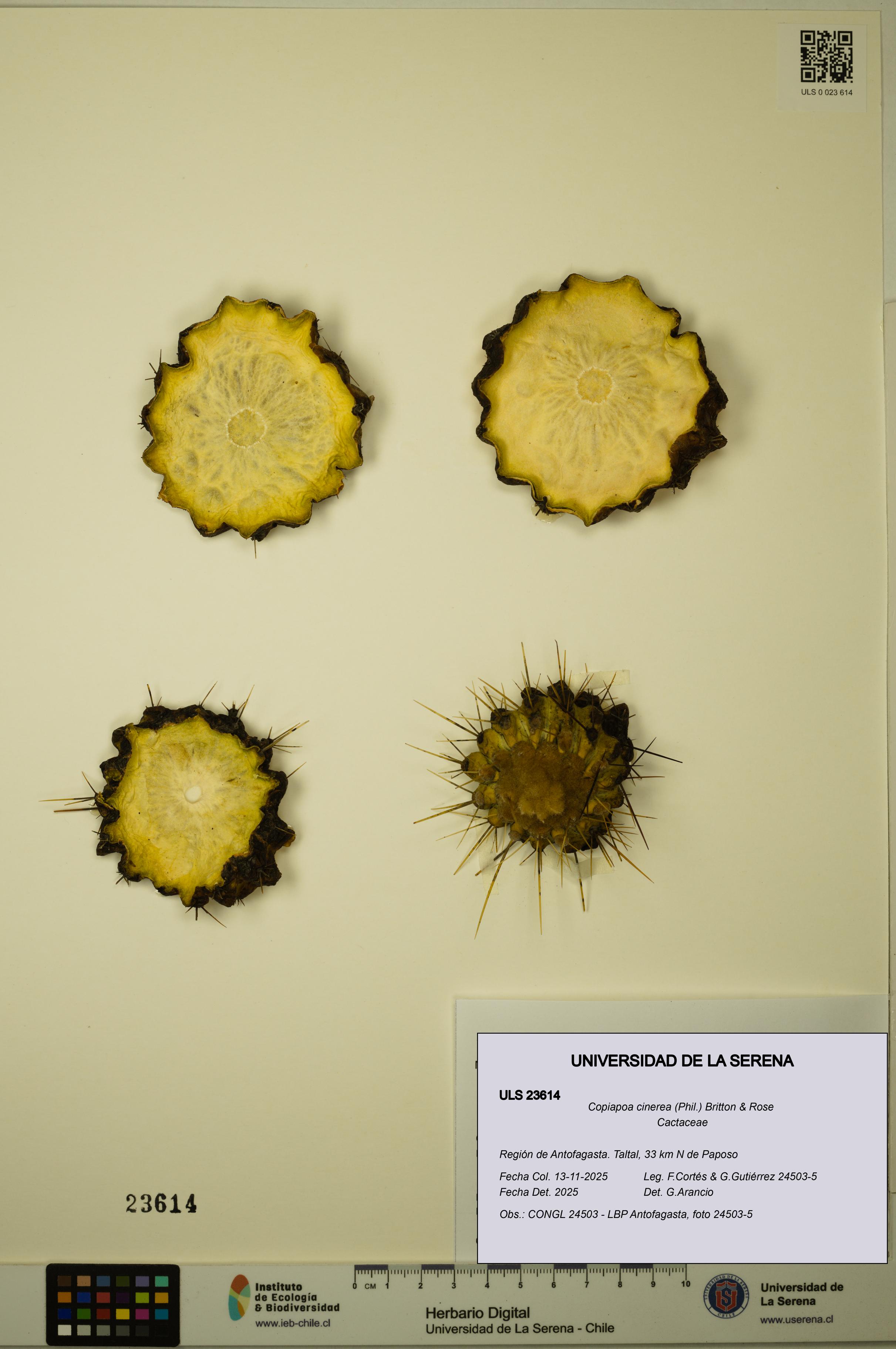 Copiapoa cinerea [Espécimen: ULS:ULS:0023614]