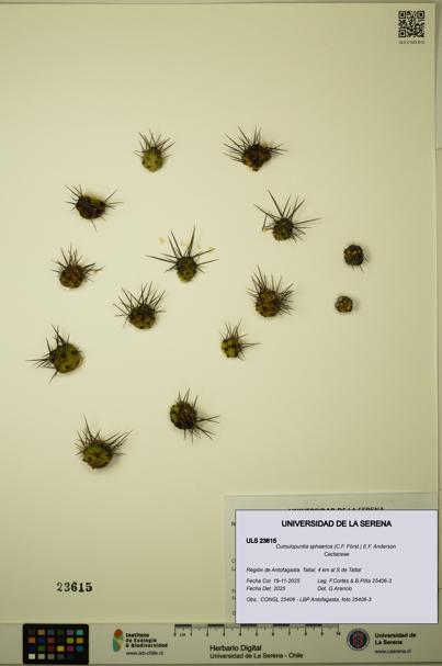 Cumulopuntia sphaerica [Espécimen: ULS:ULS:0023615]