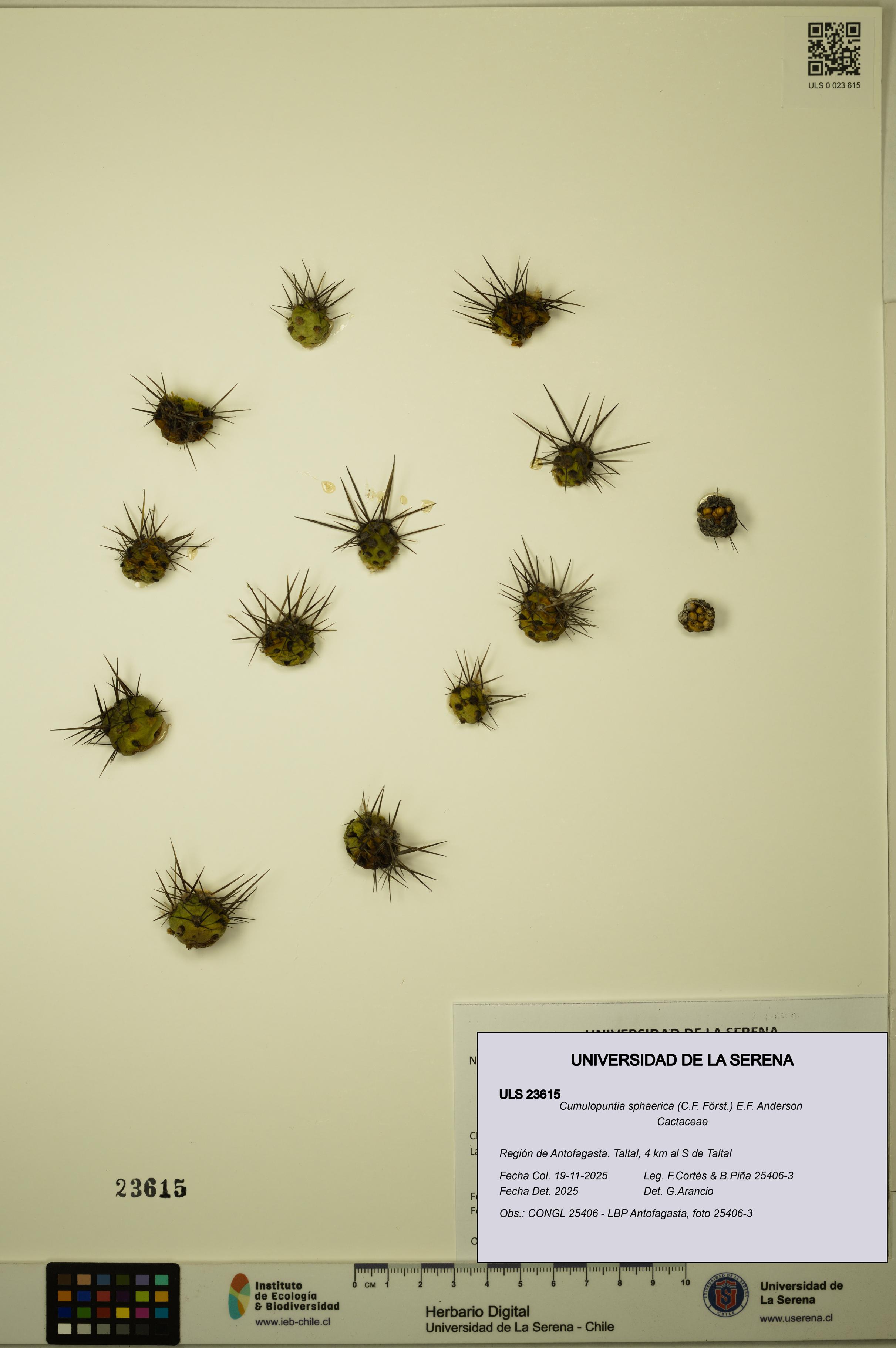 Cumulopuntia sphaerica [Espécimen: ULS:ULS:0023615]