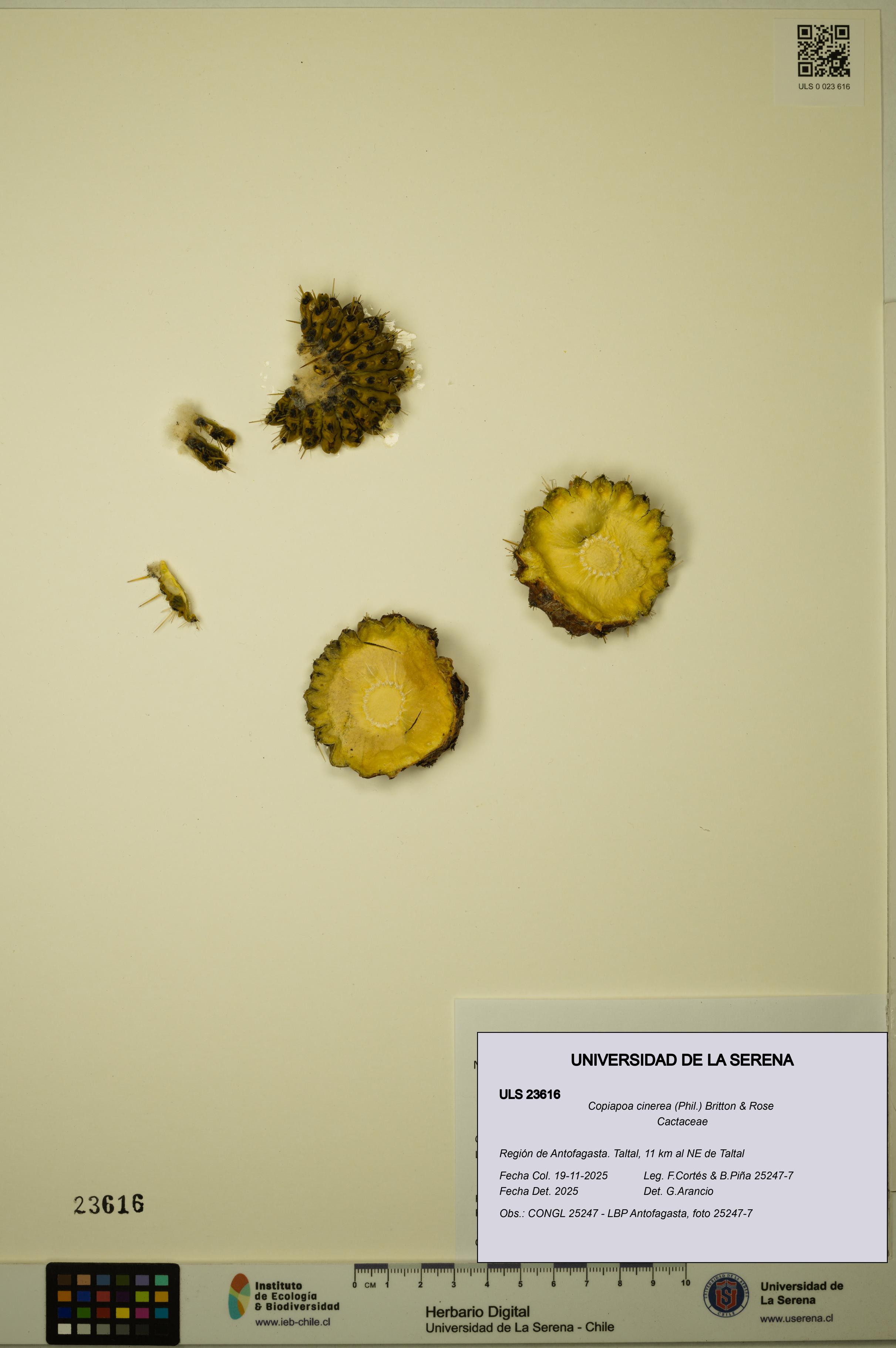 Copiapoa cinerea [Espécimen: ULS:ULS:0023616]