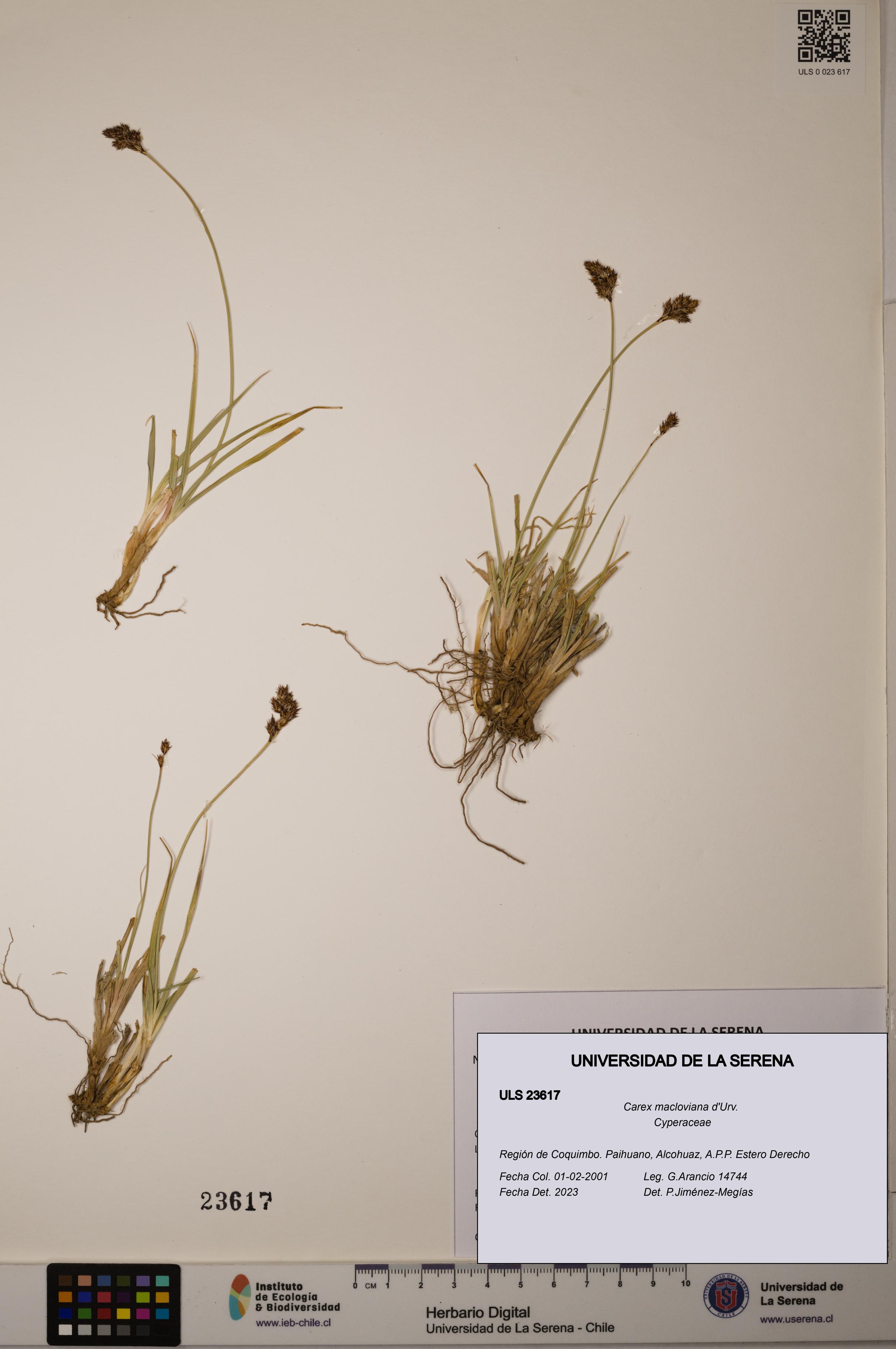 Carex macloviana [Espécimen: ULS:ULS:0023617]