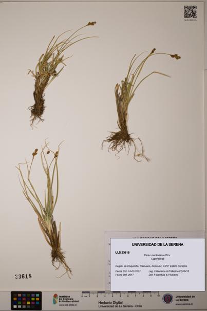 Carex macloviana [Espécimen: ULS:ULS:0023618]