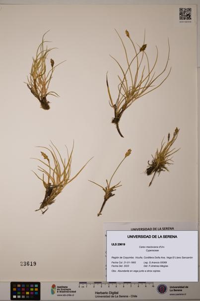 Carex macloviana [Espécimen: ULS:ULS:0023619]