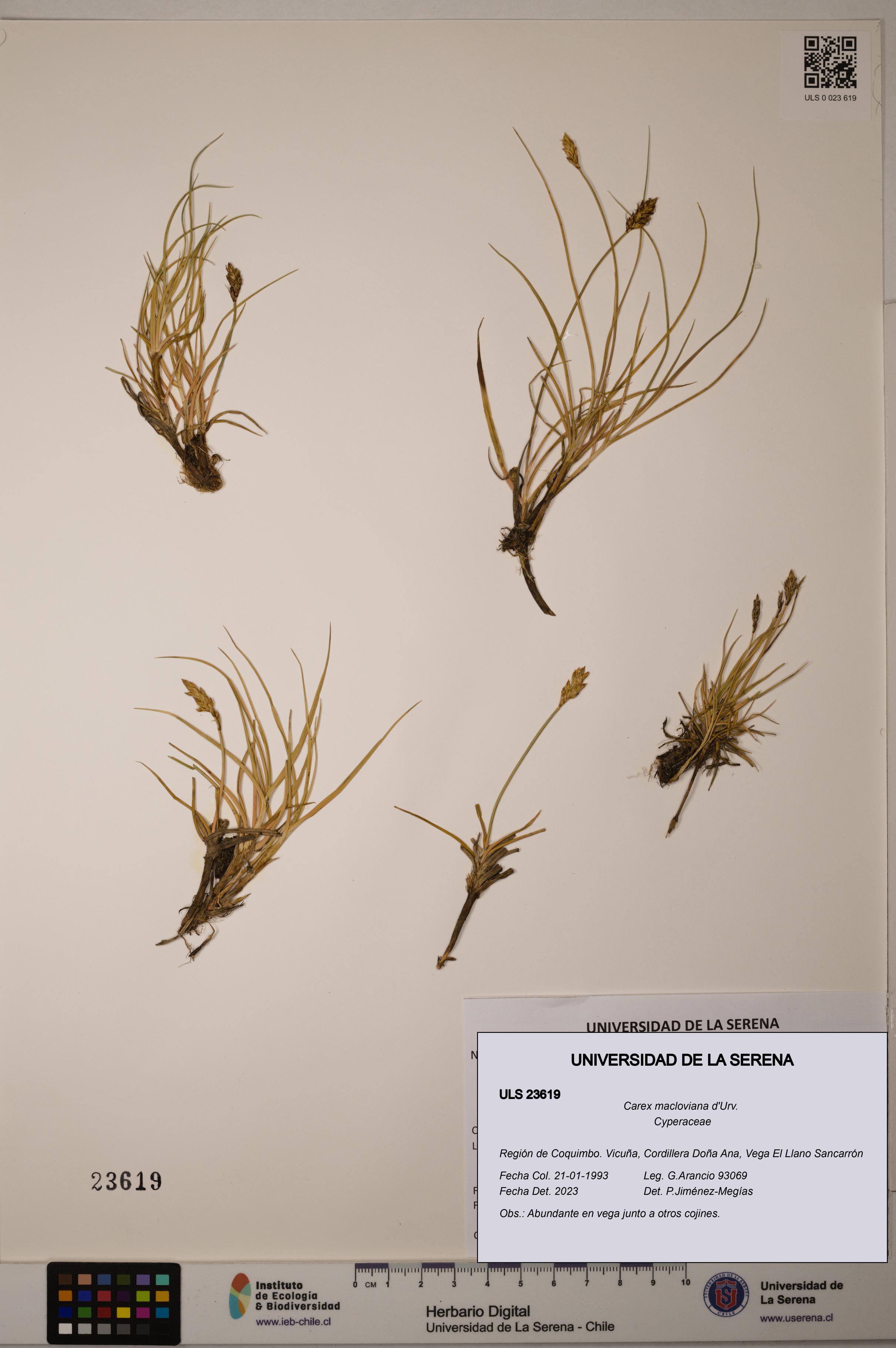 Carex macloviana [Espécimen: ULS:ULS:0023619]