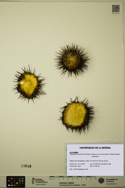 Copiapoa cinerea [Espécimen: ULS:ULS:0023623]