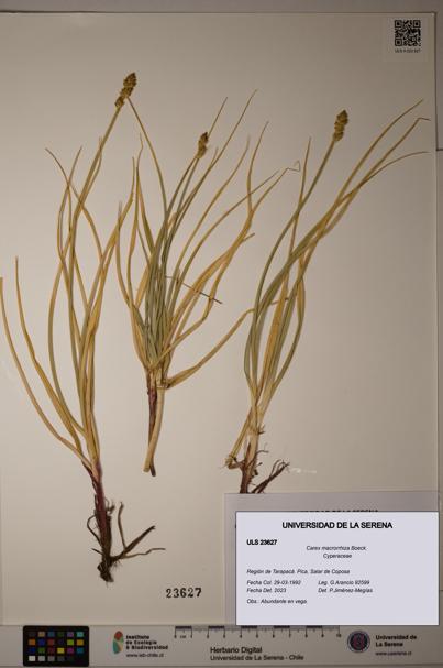 Carex macrorrhiza [Espécimen: ULS:ULS:0023627]