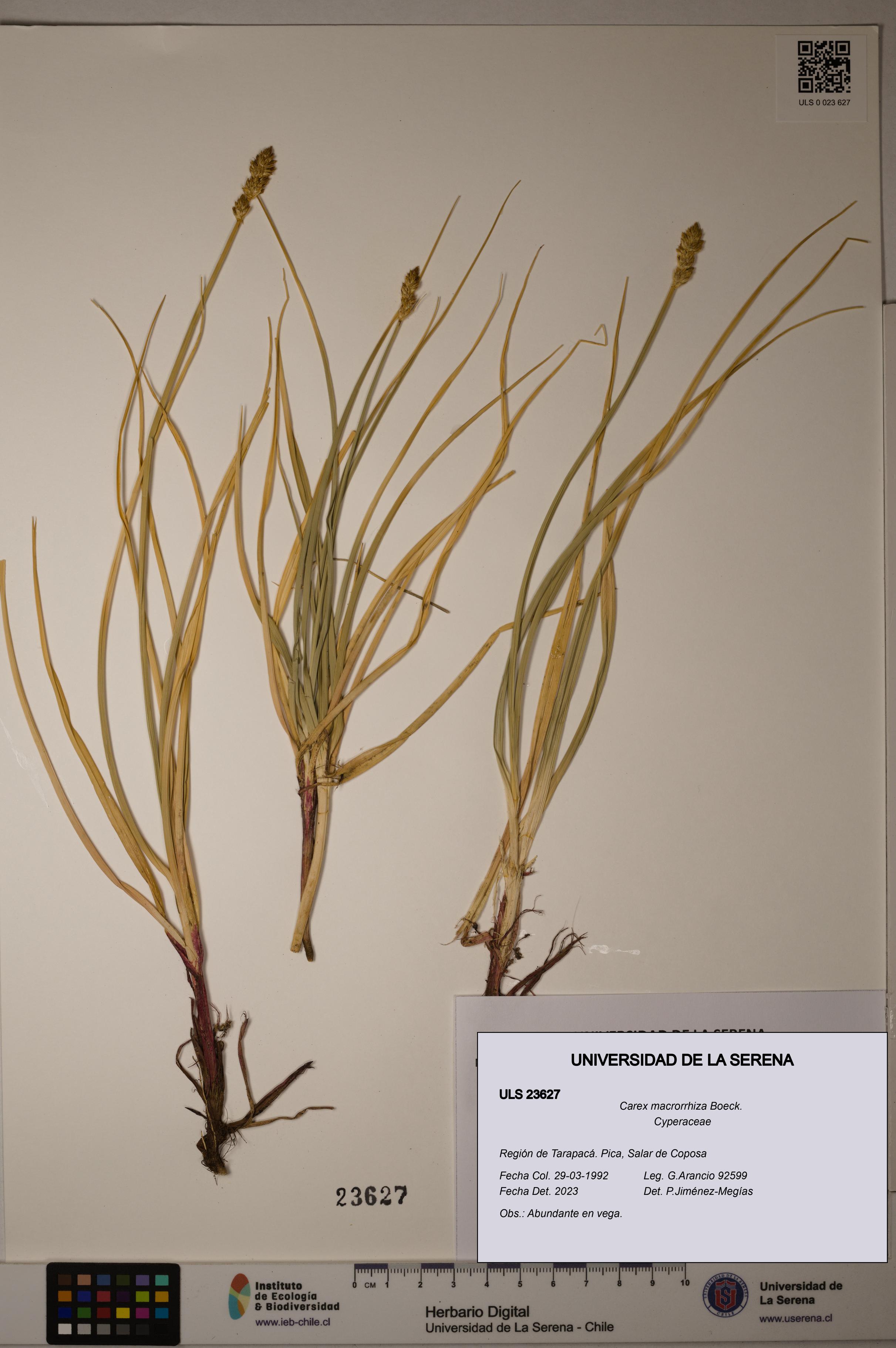 Carex macrorrhiza [Espécimen: ULS:ULS:0023627]