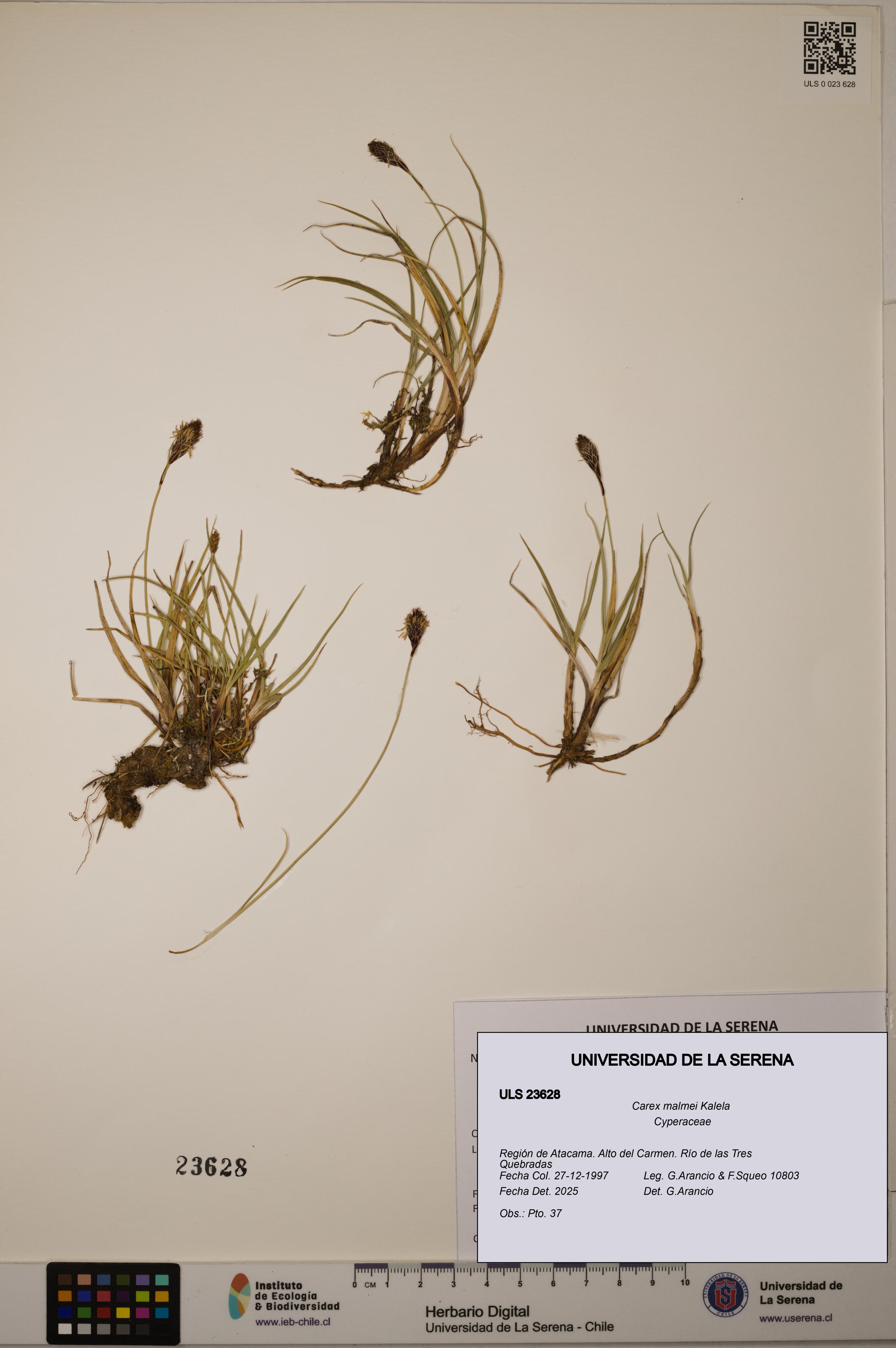 Carex malmei [Espécimen: ULS:ULS:0023628]