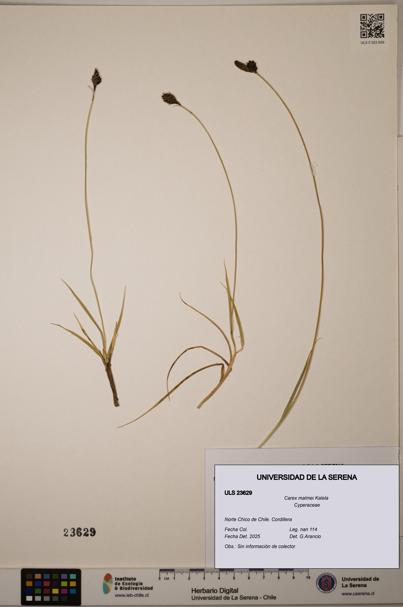 Carex malmei [Espécimen: ULS:ULS:0023629]