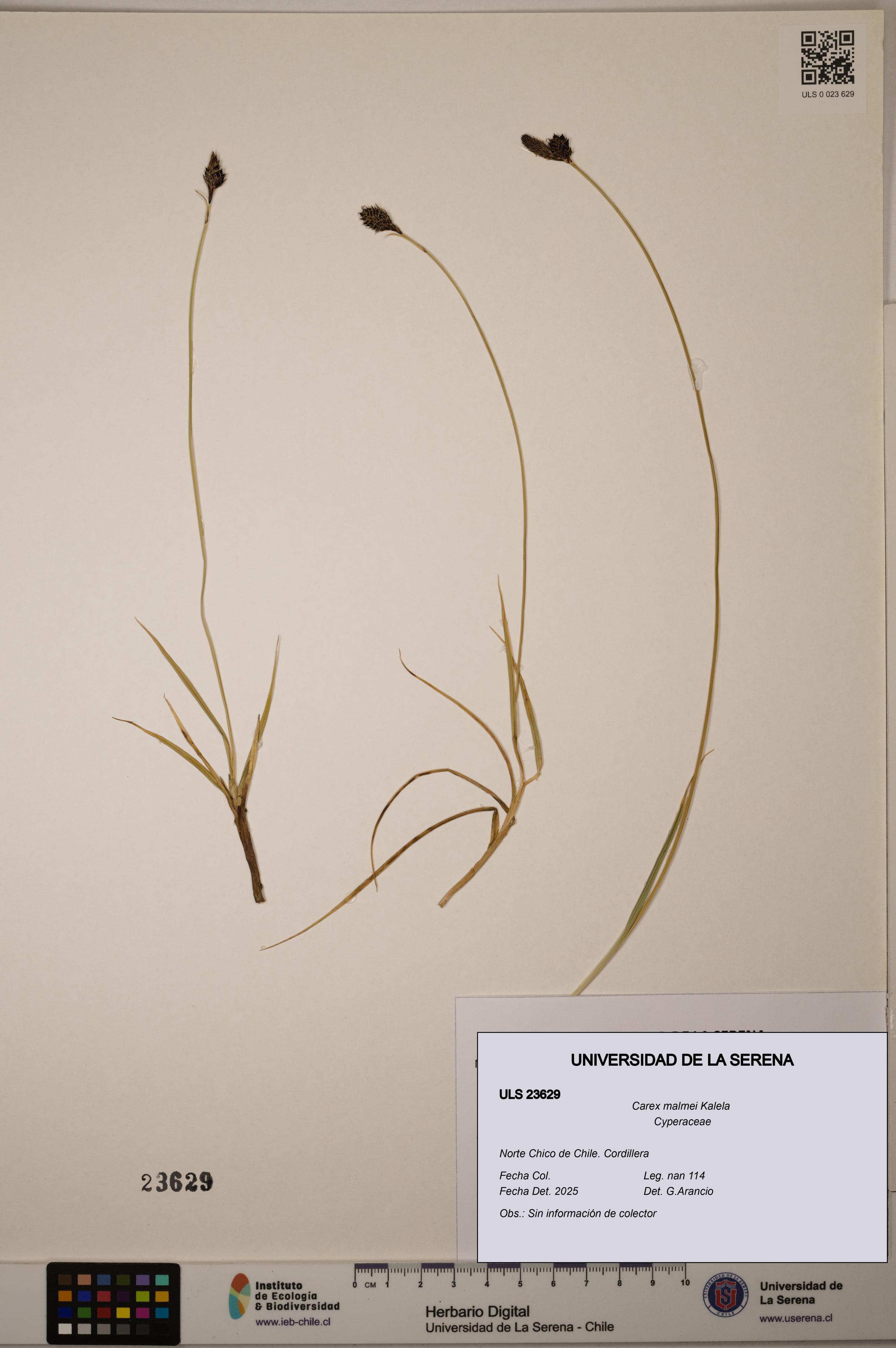 Carex malmei [Espécimen: ULS:ULS:0023629]