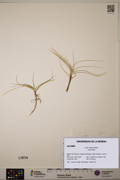Carex malmei [Espécimen: ULS:ULS:0023630]