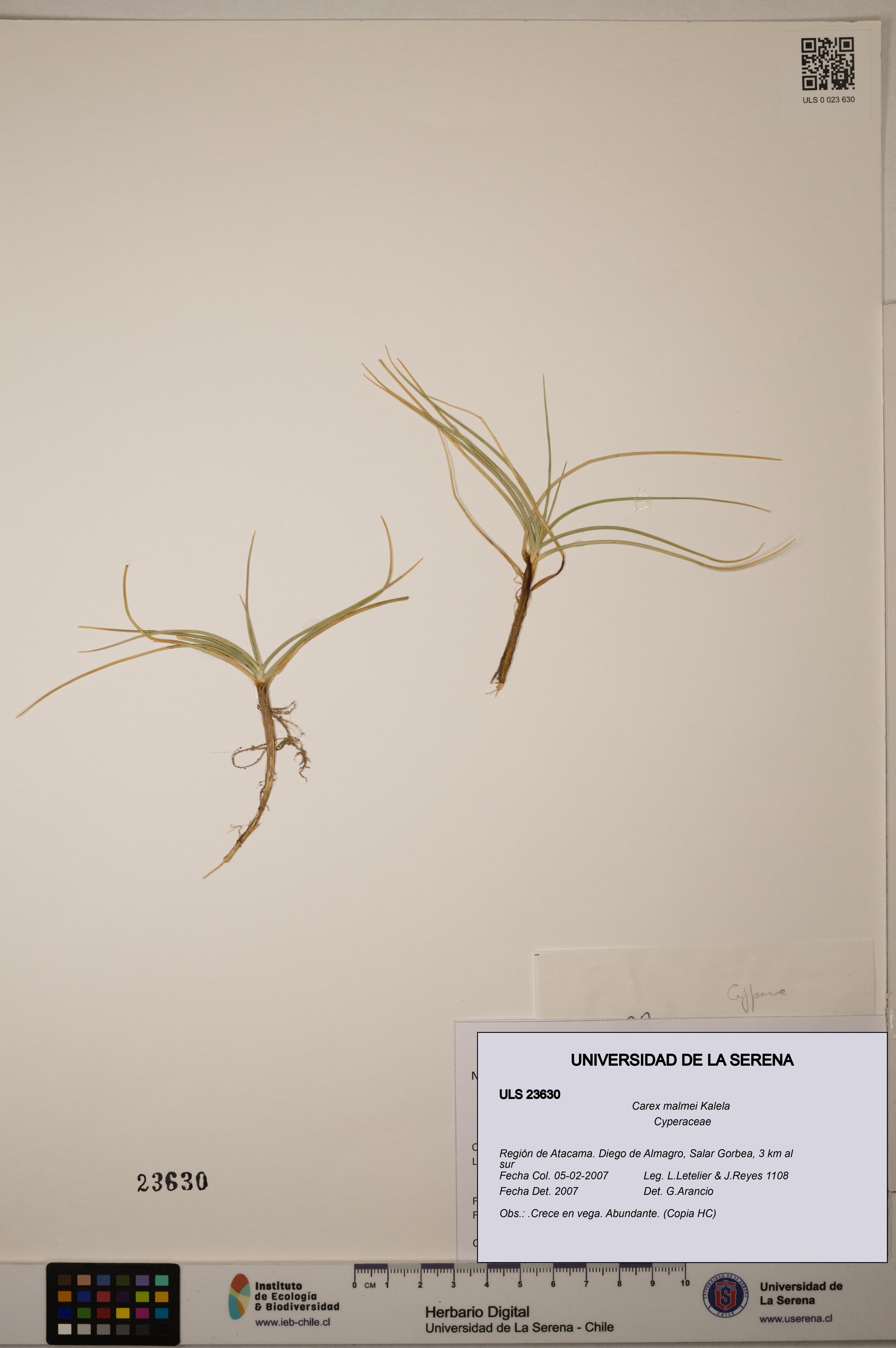 Carex malmei [Espécimen: ULS:ULS:0023630]