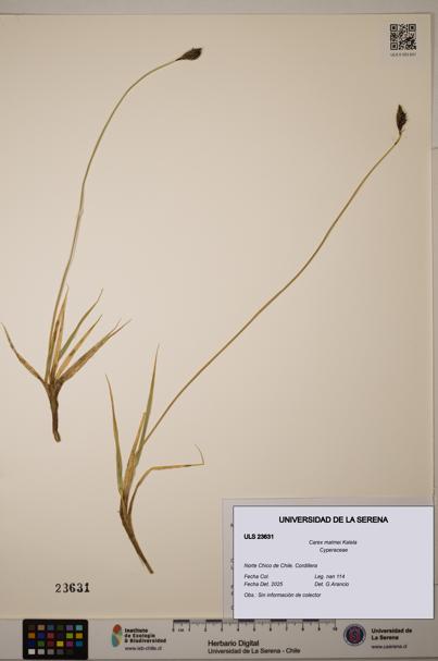 Carex malmei [Espécimen: ULS:ULS:0023631]
