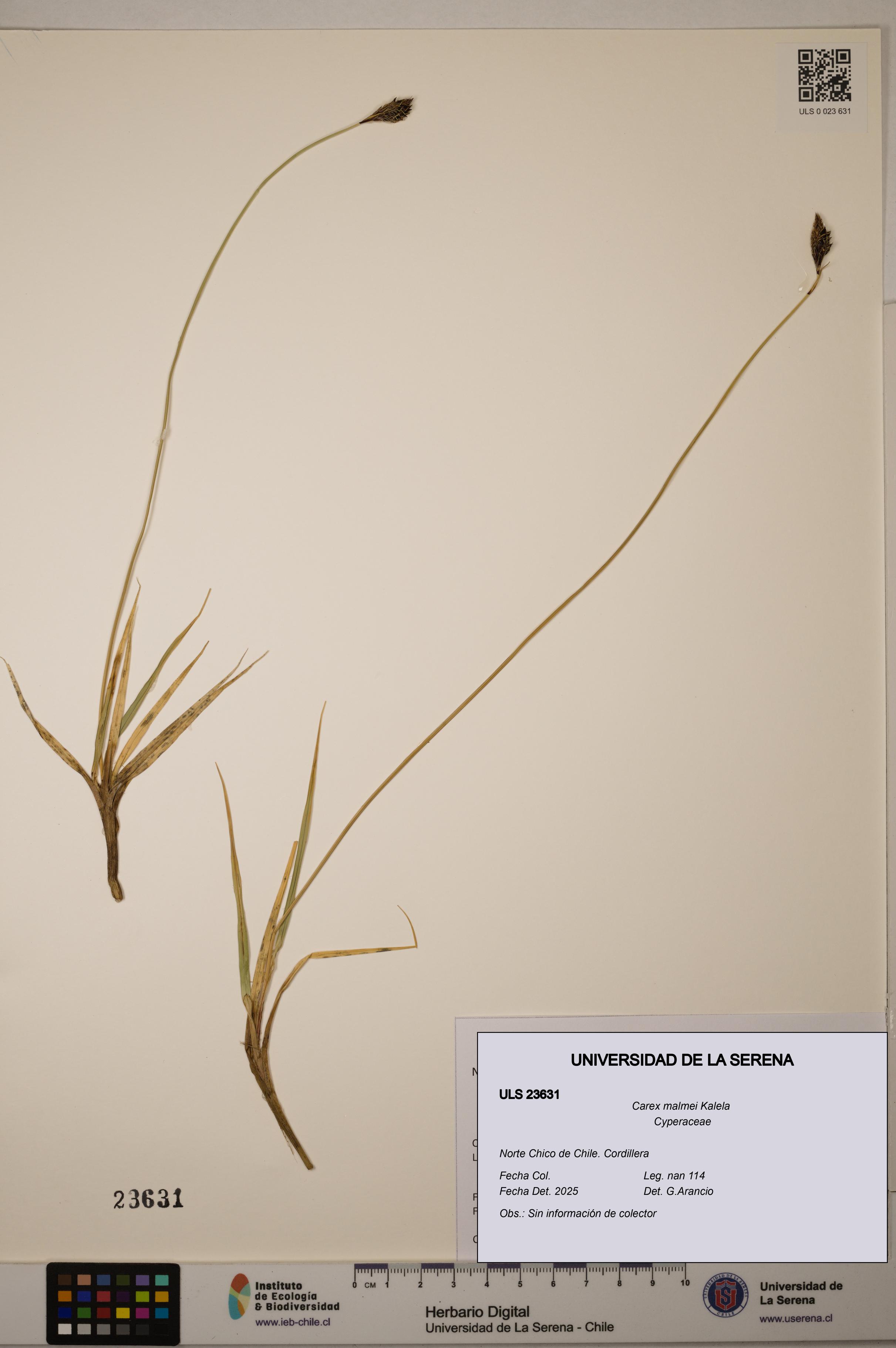 Carex malmei [Espécimen: ULS:ULS:0023631]