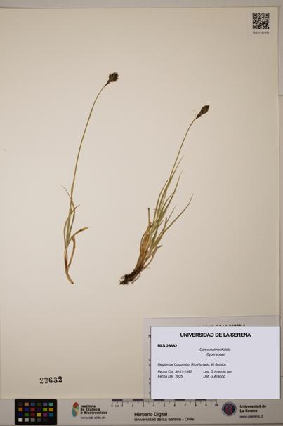 Carex malmei [Espécimen: ULS:ULS:0023632]