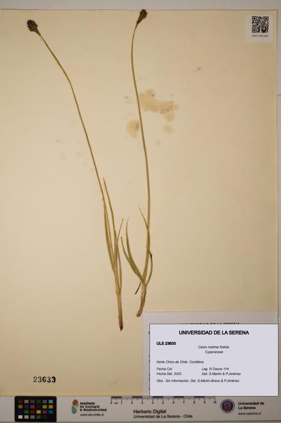 Carex malmei [Espécimen: ULS:ULS:0023633]