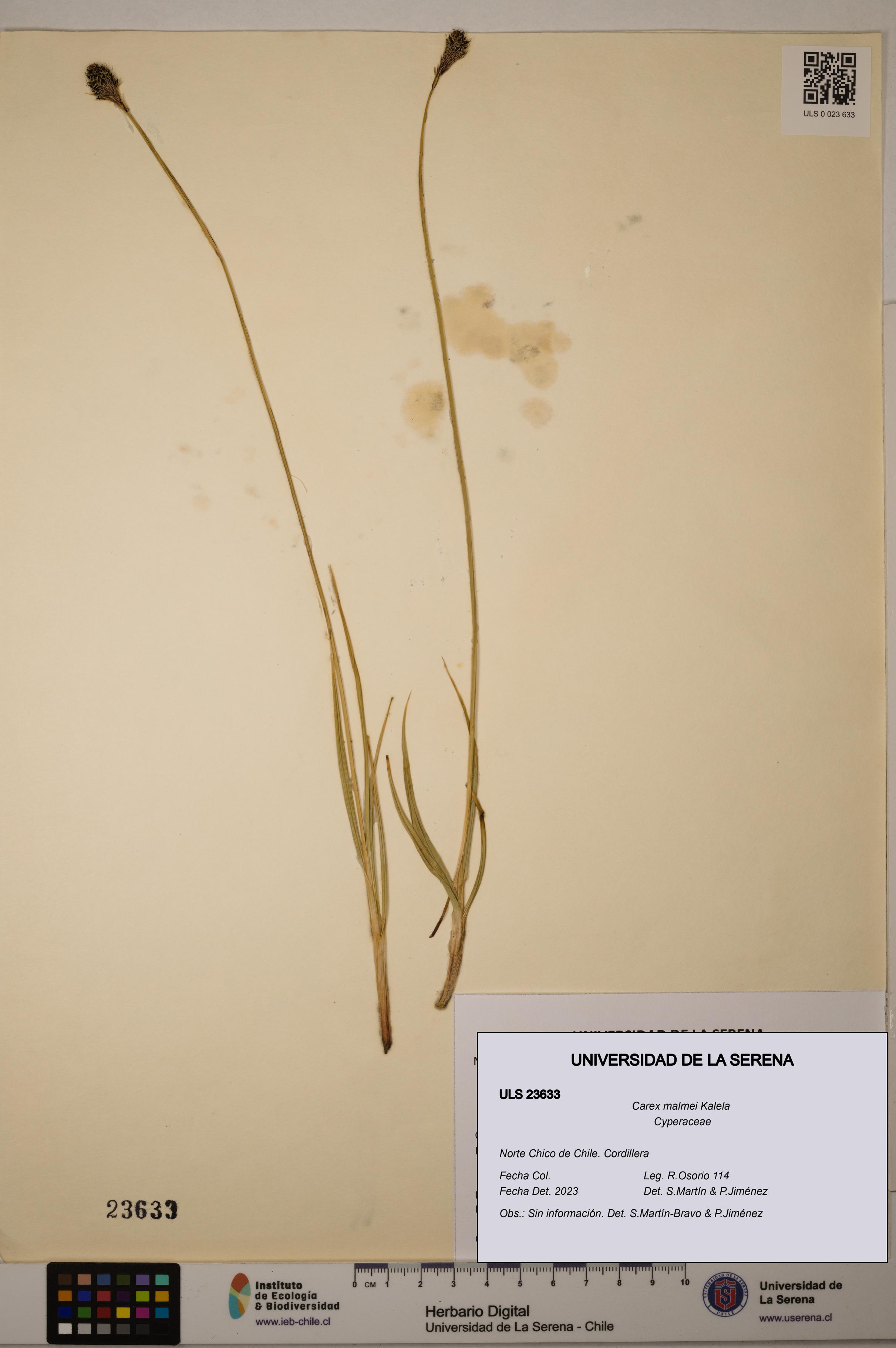 Carex malmei [Espécimen: ULS:ULS:0023633]