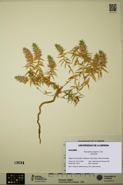 Pleurophora pungens [Espécimen: ULS:ULS:0023634]