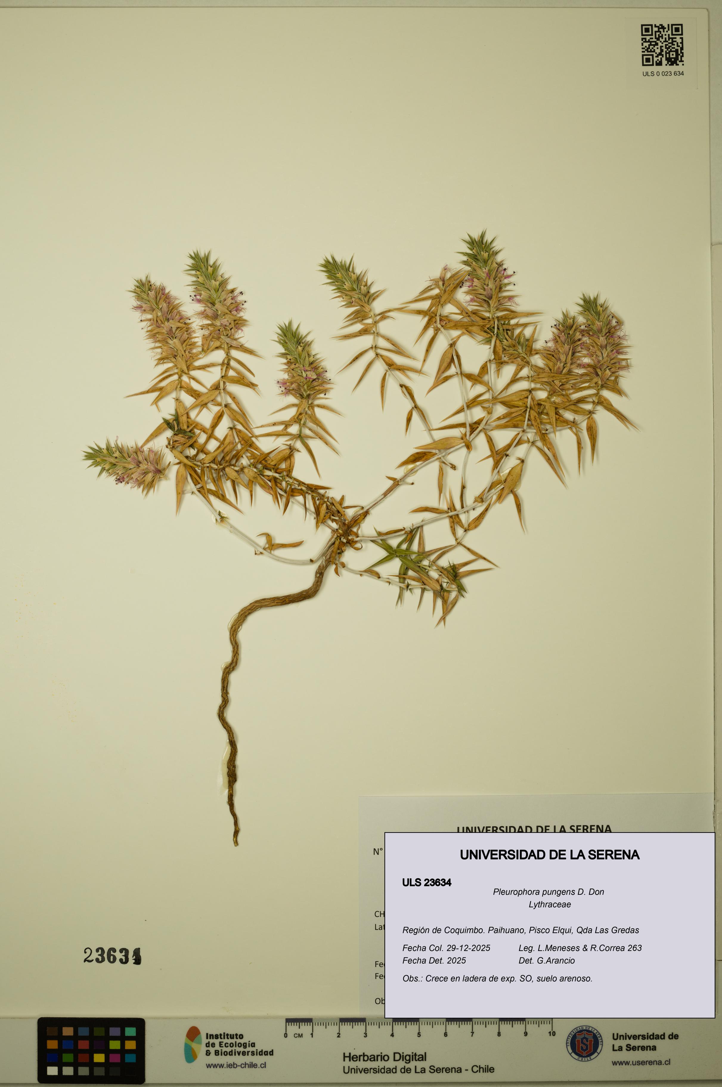 Pleurophora pungens [Espécimen: ULS:ULS:0023634]