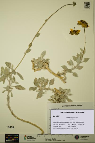 Encelia canescens [Espécimen: ULS:ULS:0023635]