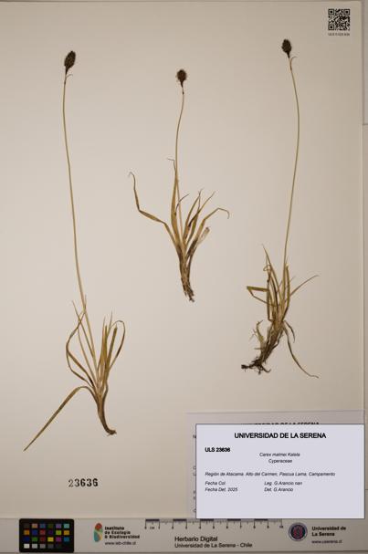Carex malmei [Espécimen: ULS:ULS:0023636]