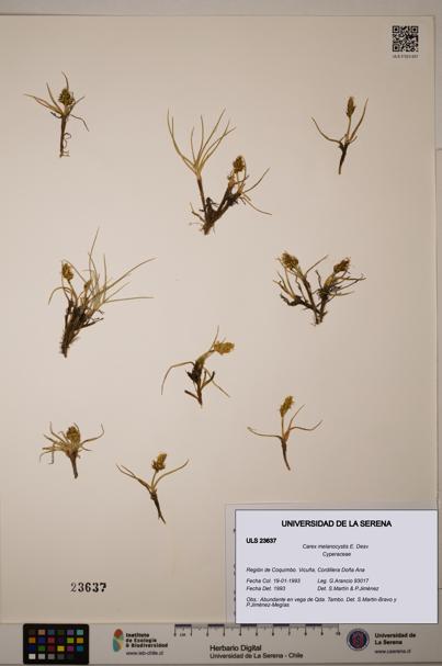 Carex melanocystis [Espécimen: ULS:ULS:0023637]