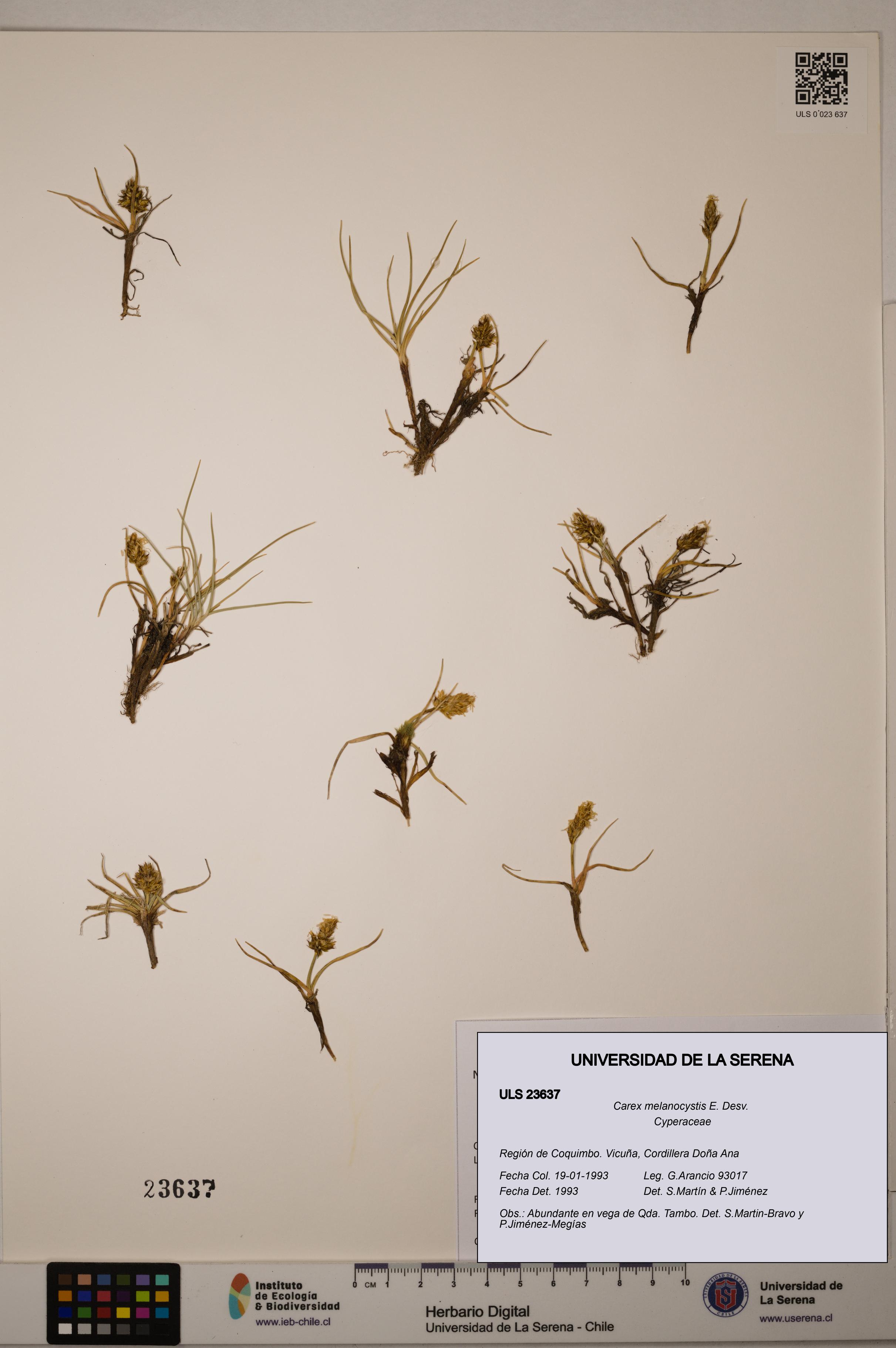 Carex melanocystis [Espécimen: ULS:ULS:0023637]