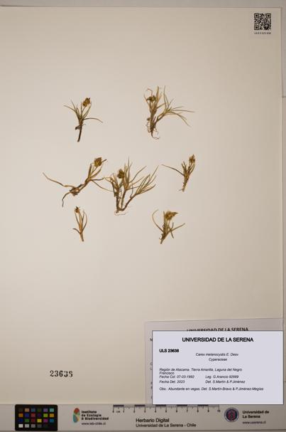 Carex melanocystis [Espécimen: ULS:ULS:0023638]