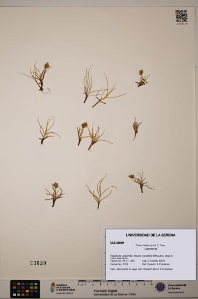 Carex melanocystis [Espécimen: ULS:ULS:0023639]